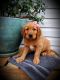 Golden Retriever Puppies for sale in Millersburg, IN 46543, USA. price: $1,100