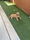 Golden Retriever Puppies for sale in San Diego, CA, USA. price: NA