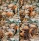 Golden Retriever Puppies for sale in Guthrie, OK, USA. price: $650