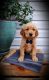 Golden Retriever Puppies for sale in Millersburg, IN 46543, USA. price: $575