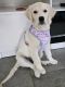 Golden Retriever Puppies for sale in Apache Junction, AZ, USA. price: $1,000
