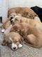 Golden Retriever Puppies for sale in Winlock, WA 98596, USA. price: $800