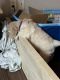 Golden Retriever Puppies for sale in Arlington, TX, USA. price: $2,200