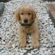 Golden Retriever Puppies for sale in East Los Angeles, CA, USA. price: $850