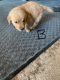 Golden Retriever Puppies for sale in Carson City, NV, USA. price: $800