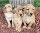 Golden Retriever Puppies for sale in Lodi, CA, USA. price: $450