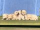 Golden Retriever Puppies for sale in Owego, NY 13827, USA. price: $850