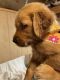 Golden Retriever Puppies for sale in Huntsville, TX, USA. price: $1,000