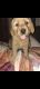 Golden Retriever Puppies for sale in Belding, MI 48809, USA. price: $600