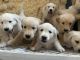 Golden Retriever Puppies for sale in Beaumont, CA, USA. price: $1,200