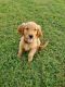 Golden Retriever Puppies for sale in Fayetteville, TN 37334, USA. price: $1,000