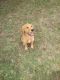 Golden Retriever Puppies for sale in Isleton, CA, USA. price: NA
