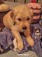 Golden Retriever Puppies for sale in Supply, NC, USA. price: NA