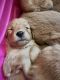 Golden Retriever Puppies for sale in Las Vegas, NV 89129, USA. price: $1,600