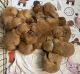 Golden Retriever Puppies for sale in Las Vegas, NV 89129, USA. price: $1,200