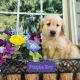 Golden Retriever Puppies for sale in Pavilion, NY, USA. price: $900