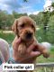 Golden Retriever Puppies for sale in Tupelo, MS, USA. price: $750