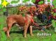 Golden Retriever Puppies for sale in Brooksville, FL 34601, USA. price: $2,500