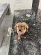 Golden Retriever Puppies for sale in Lisbon, CT 06351, USA. price: $500