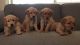 Golden Retriever Puppies for sale in Livermore, CA, USA. price: $1,300