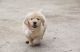 Golden Retriever Puppies for sale in Woodburn, OR 97071, USA. price: $1,100
