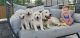 Golden Retriever Puppies for sale in Gordonville, PA 17529, USA. price: $500