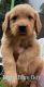 Golden Retriever Puppies for sale in Morehead, KY 40351, USA. price: $550