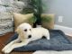 Golden Retriever Puppies for sale in Waterbury, CT, USA. price: $1,500
