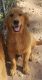 Golden Retriever Puppies for sale in 2668 FM 128, Pecan Gap, TX 75469, USA. price: $650