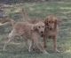 Golden Retriever Puppies for sale in Pecan Gap, TX, USA. price: $650