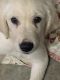 Golden Retriever Puppies for sale in Cochran, GA 31014, USA. price: $500