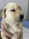Golden Retriever Puppies for sale in Fort Myers, FL, USA. price: $1,400