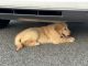 Golden Retriever Puppies for sale in Hopewell Junction, NY 12533, USA. price: $1,900