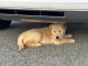 Golden Retriever Puppies for sale in Hopewell Junction, NY 12533, USA. price: $1,000