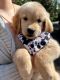 Golden Retriever Puppies for sale in Inverness, FL, USA. price: $1,000