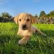 Golden Retriever Puppies for sale in Houston, TX, USA. price: $500