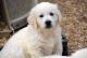 Golden Retriever Puppies for sale in Carlisle, PA 17013, USA. price: $2,500