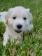 Golden Retriever Puppies for sale in Jacksonville, FL, USA. price: $2,500