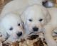 Golden Retriever Puppies for sale in Portland, OR, USA. price: $3,000