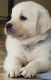 Golden Retriever Puppies for sale in Portland, OR, USA. price: $3,000
