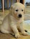 Golden Retriever Puppies for sale in Portland, OR, USA. price: $1,500