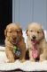 Golden Retriever Puppies for sale in Sugarcreek, OH 44681, USA. price: $550