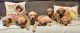 Golden Retriever Puppies for sale in Kalispell, MT 59901, USA. price: $1,400