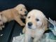 Golden Retriever Puppies for sale in 7345 Engle Rd, Middleburg Heights, OH 44130, USA. price: $600