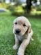 Golden Retriever Puppies for sale in ALEX BAY, NY 13607, USA. price: NA