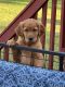 Golden Retriever Puppies for sale in Lodi, OH 44254, USA. price: $1,800