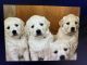 Golden Retriever Puppies for sale in Castle Rock, CO, USA. price: $3,000