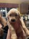 Golden Retriever Puppies for sale in Mebane, NC, USA. price: $1,200