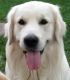 Golden Retriever Puppies for sale in Toledo, OH, USA. price: $1,250