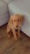 Golden Retriever Puppies for sale in Sterling Heights, MI, USA. price: $800